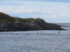polar seals 6.JPG